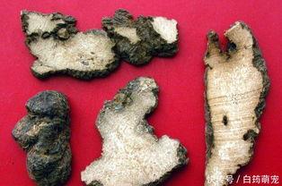 猪苓种植视频,从播种到收获的绿色之旅